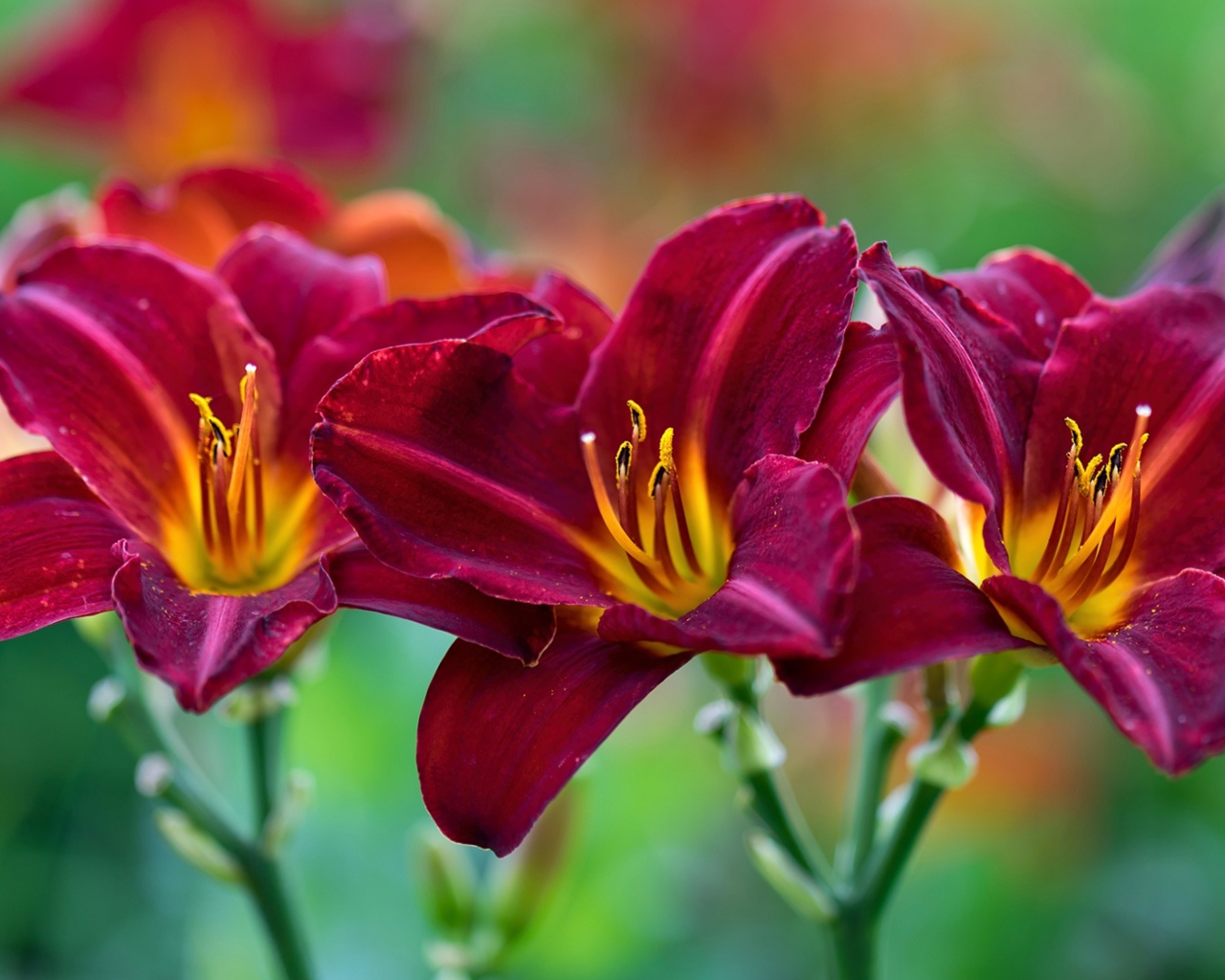 Три красных красивых цветка лилии