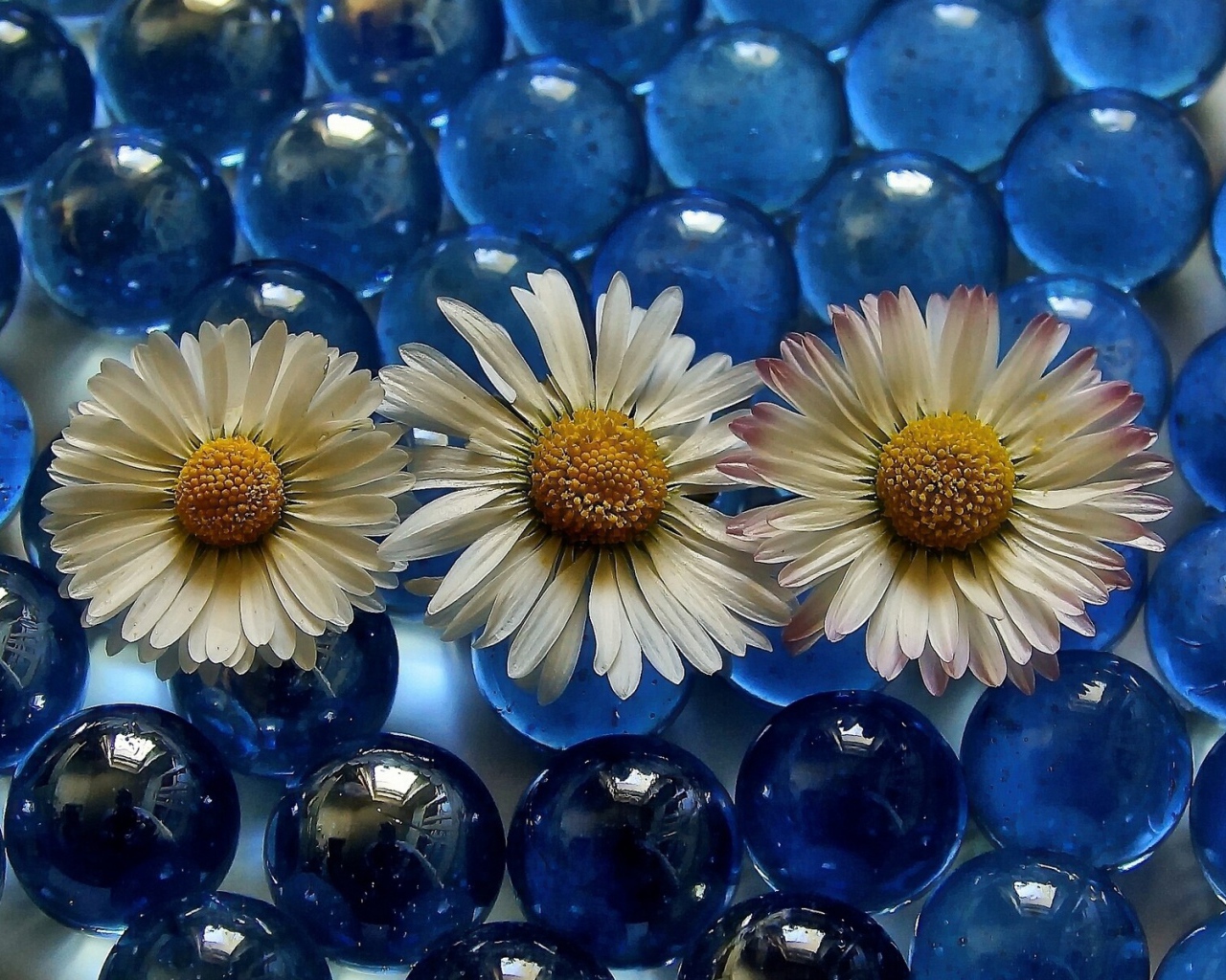 Три белых ромашки на голубых прозрачных шариках 