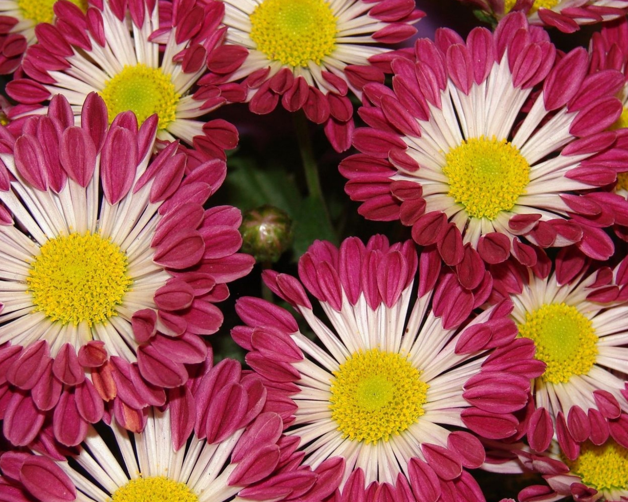 Двухцветные хризантемы крупным планом