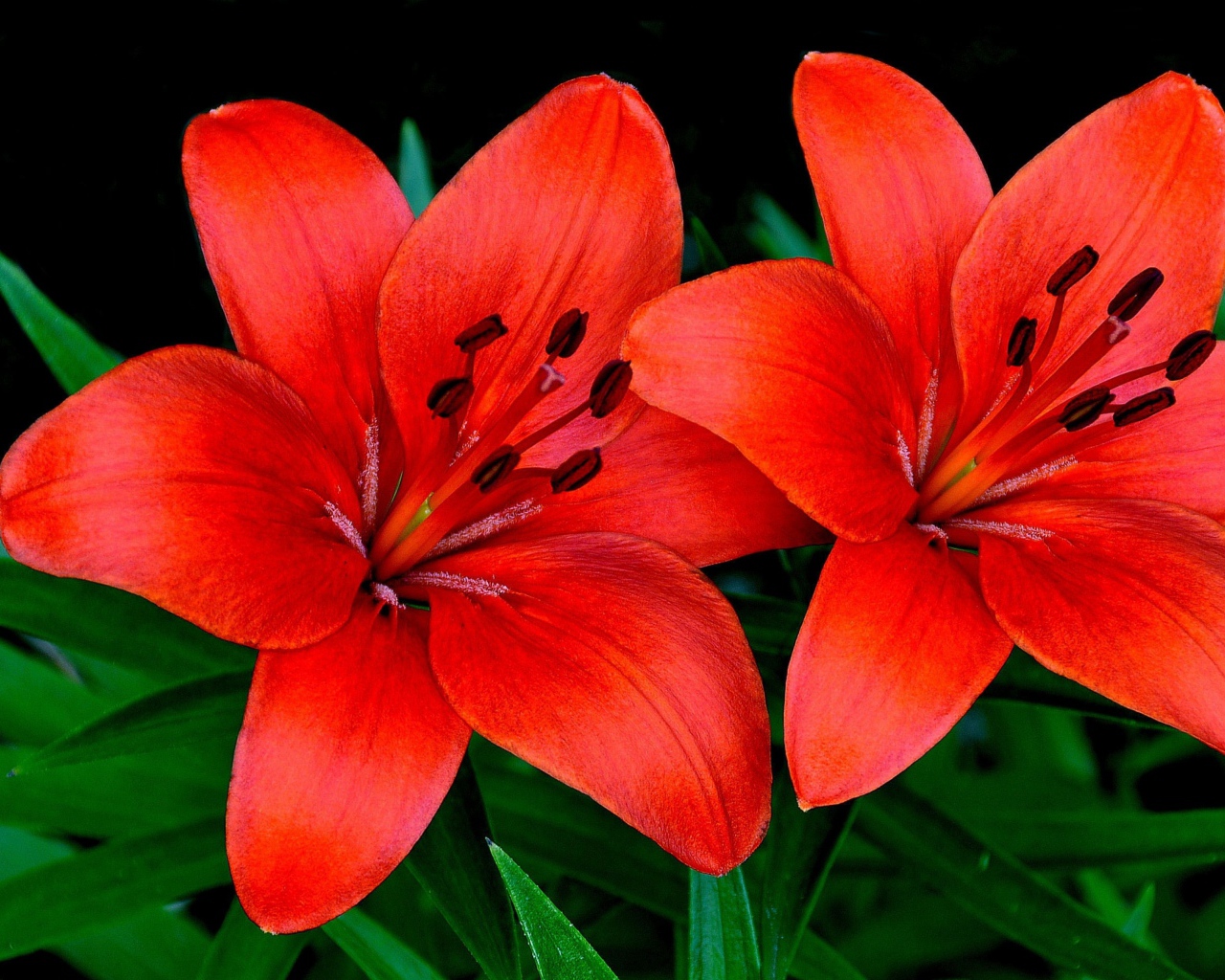 Две красивые оранжевые лилии крупным планом