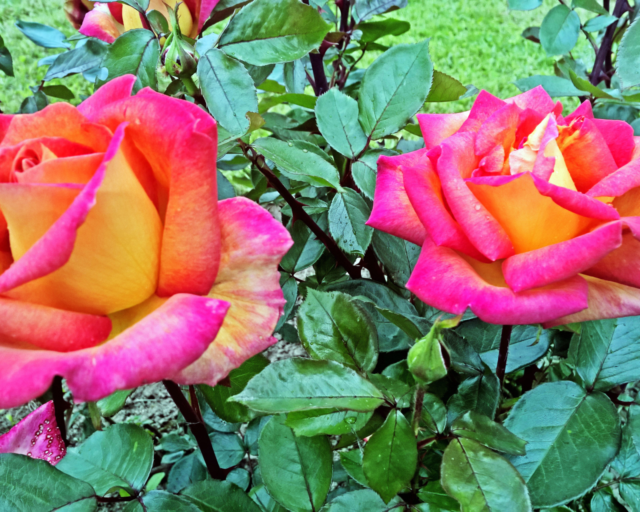 Две красивые розы в саду крупным планом