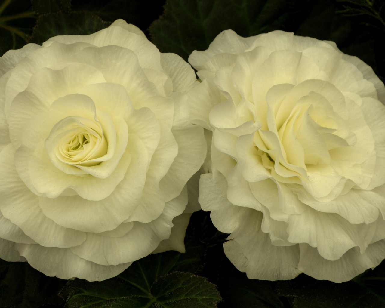 Два красивых нежных цветка бегонии 