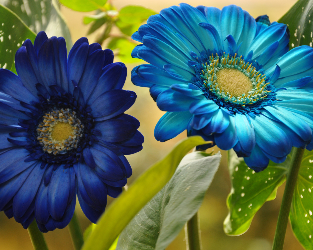 Две голубые герберы крупным планом