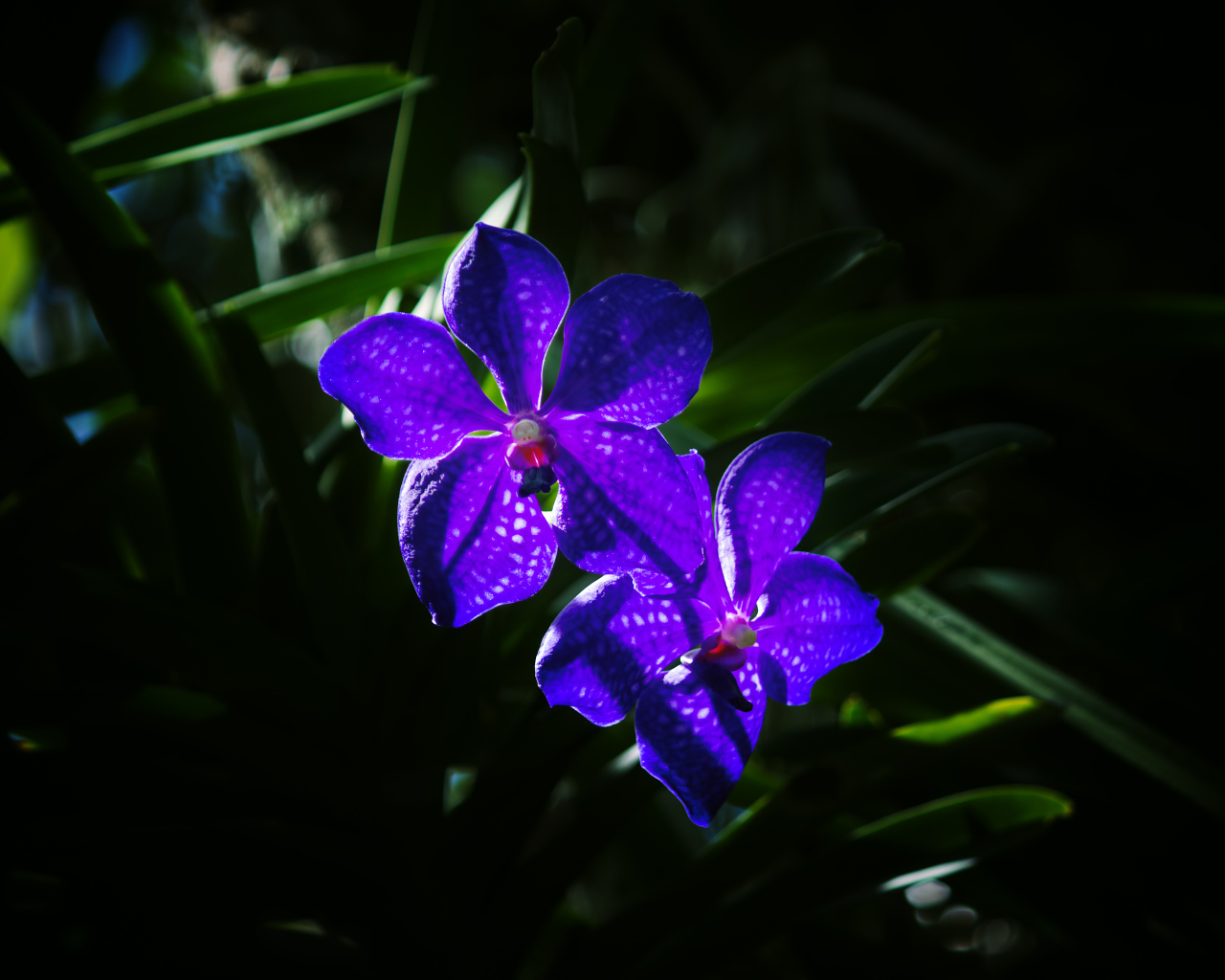 Два цветка фиолетовой орхидеи вблизи