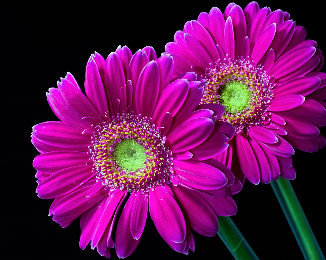 Две нежные розовые герберы на черном фоне 