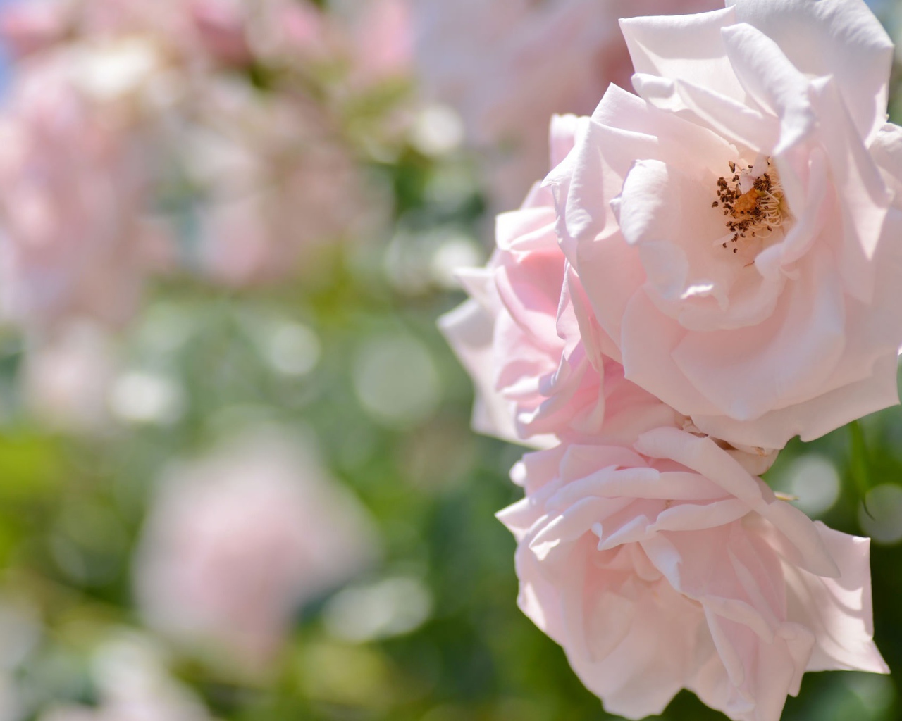 Две нежных розовых розы в саду 