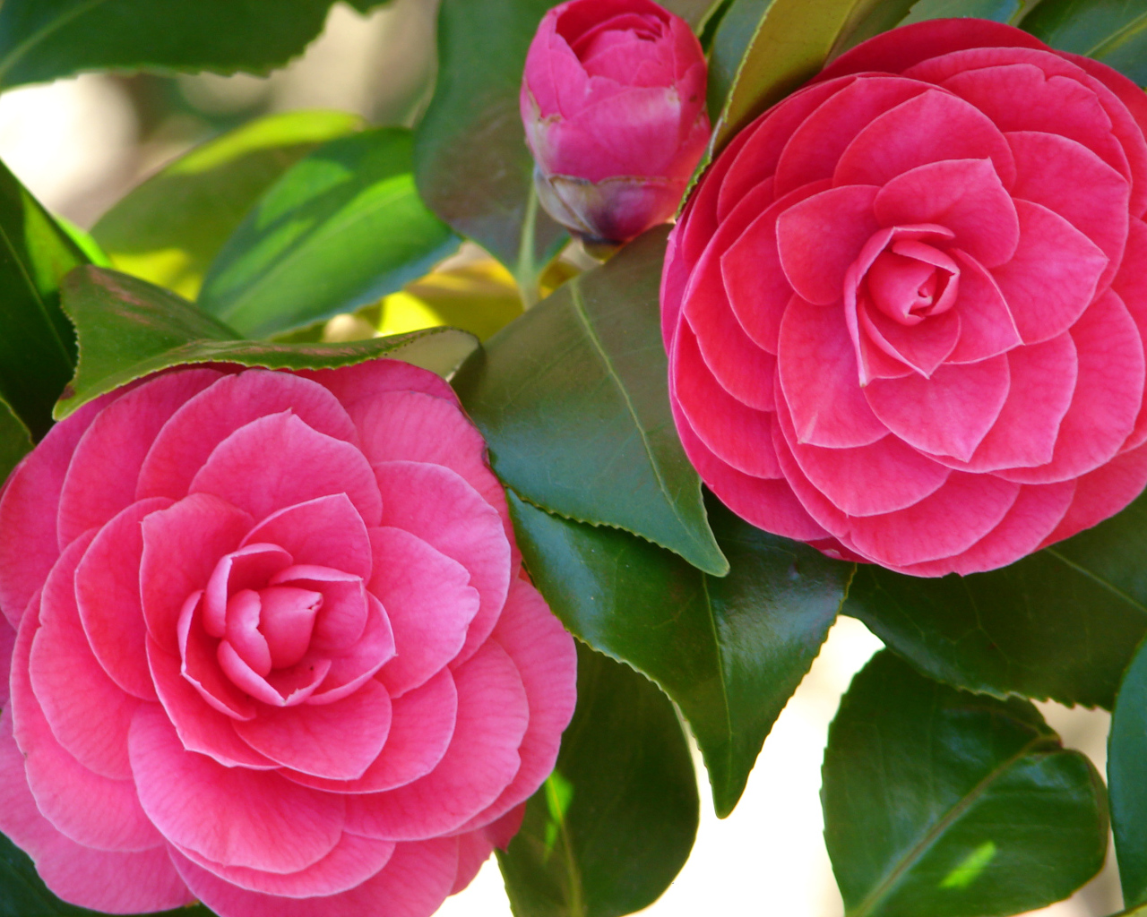 Два больших розовых цветка камелии 