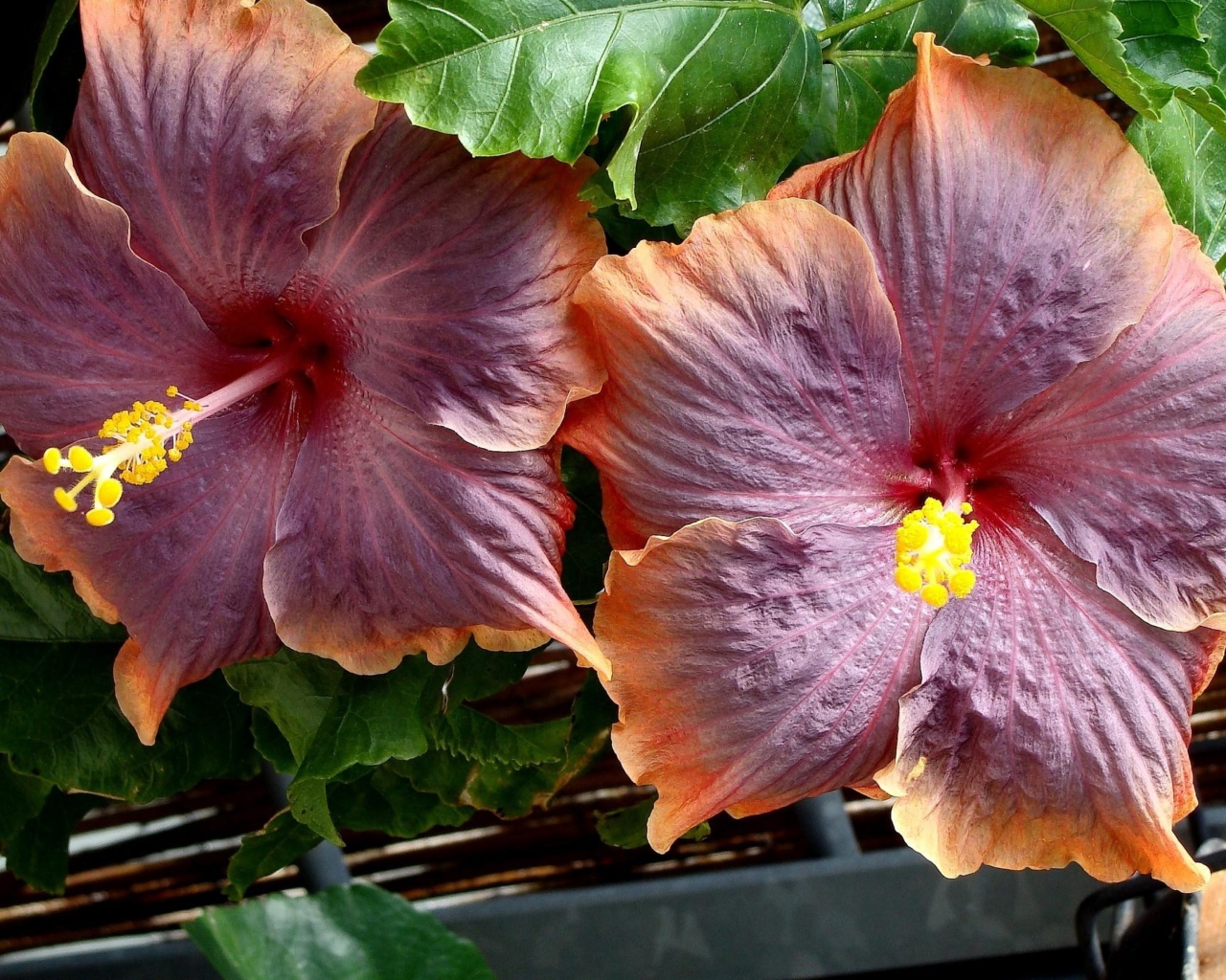 Два больших розовых цветка гибискуса