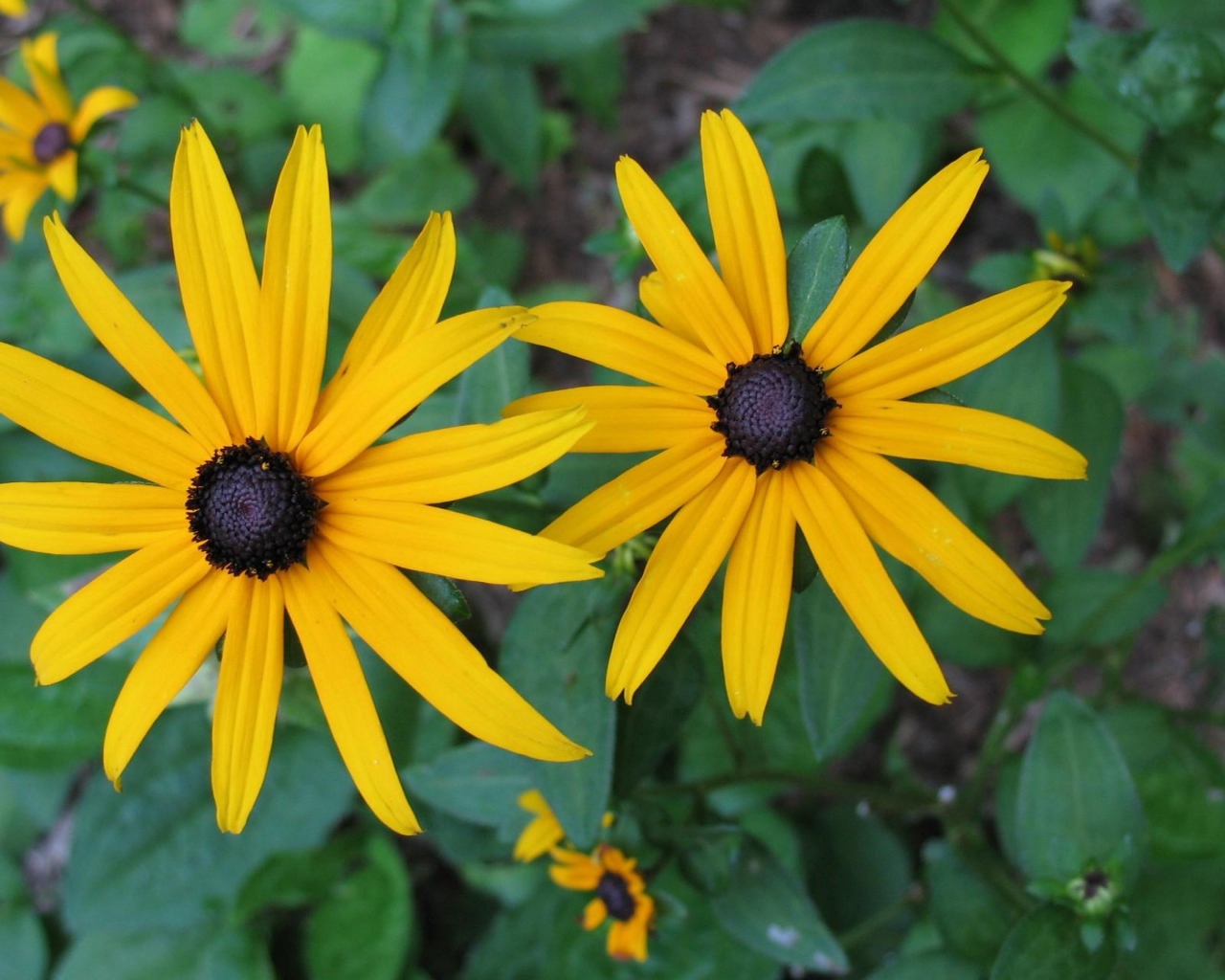 Два крупных желтых цветка рудбекия