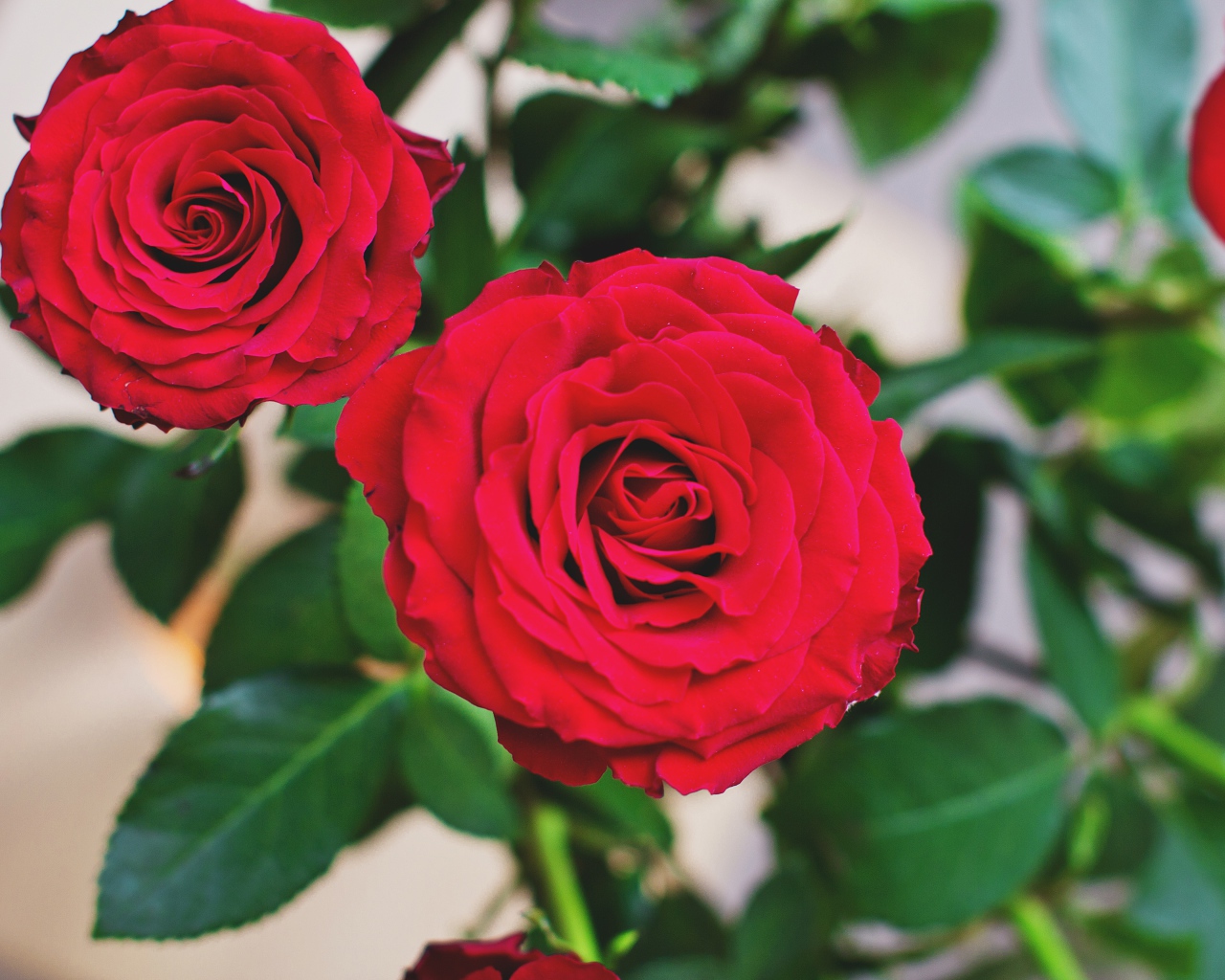 Две пышные красные розы 