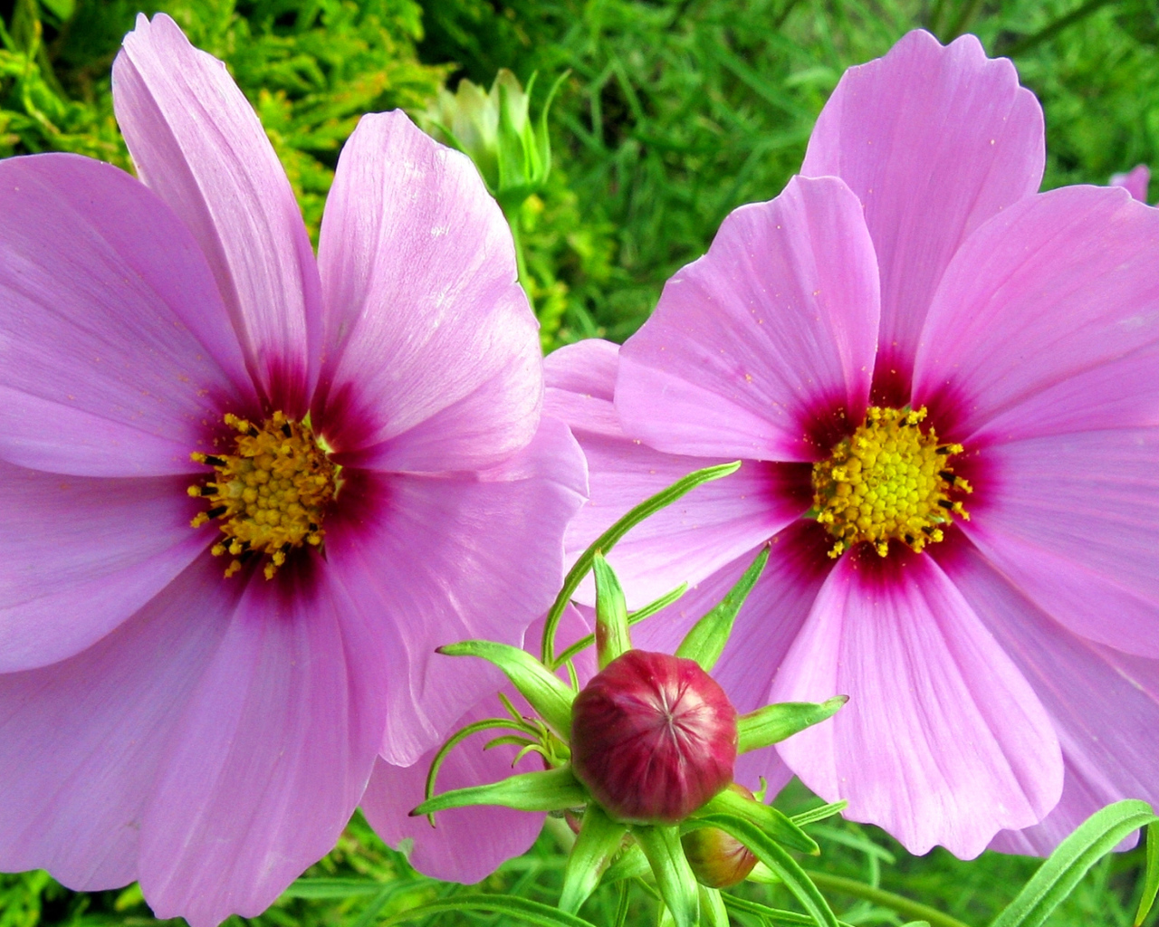 Два розовых цветка космеи с бутоном 