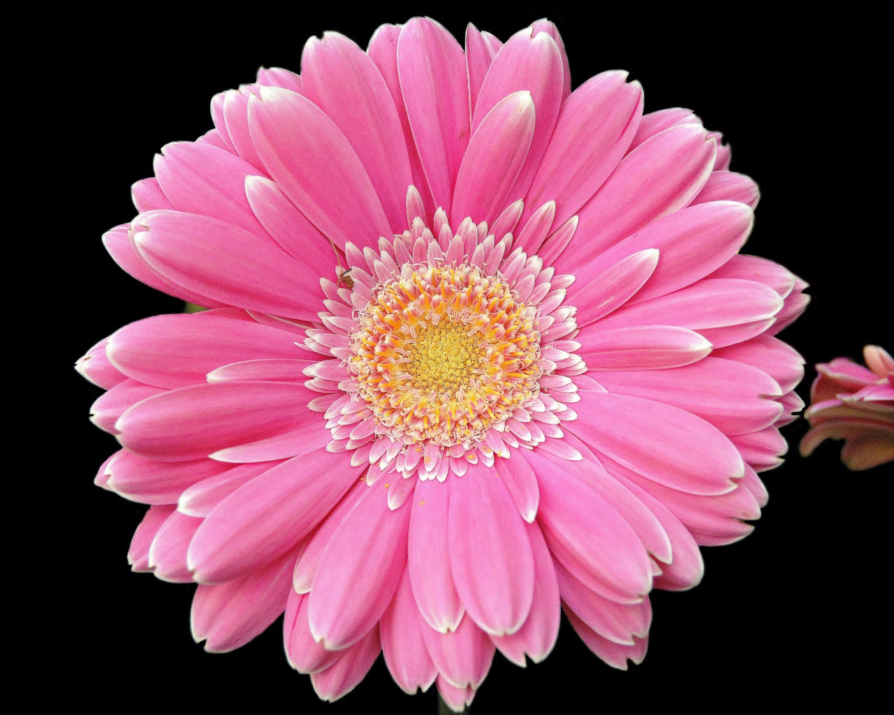 Два розовых цветка герберы на черном фоне