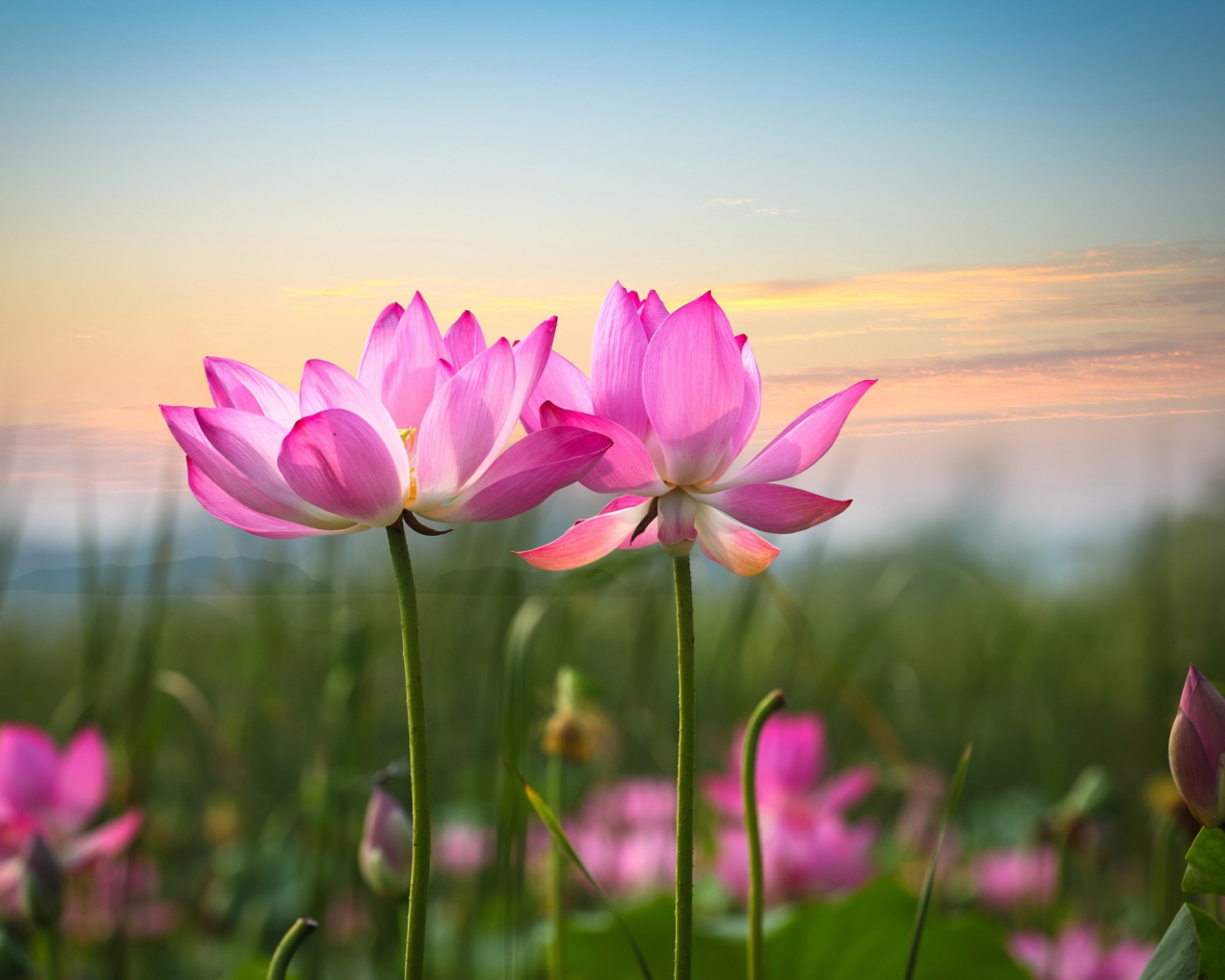 Два розовых лотоса на фоне неба 