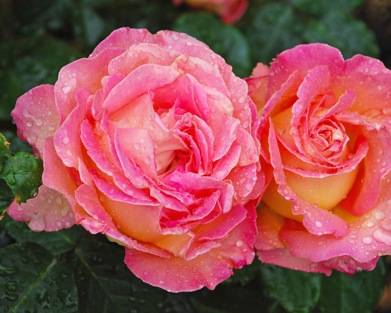 Две розовые розы крупным планом в каплях росы 