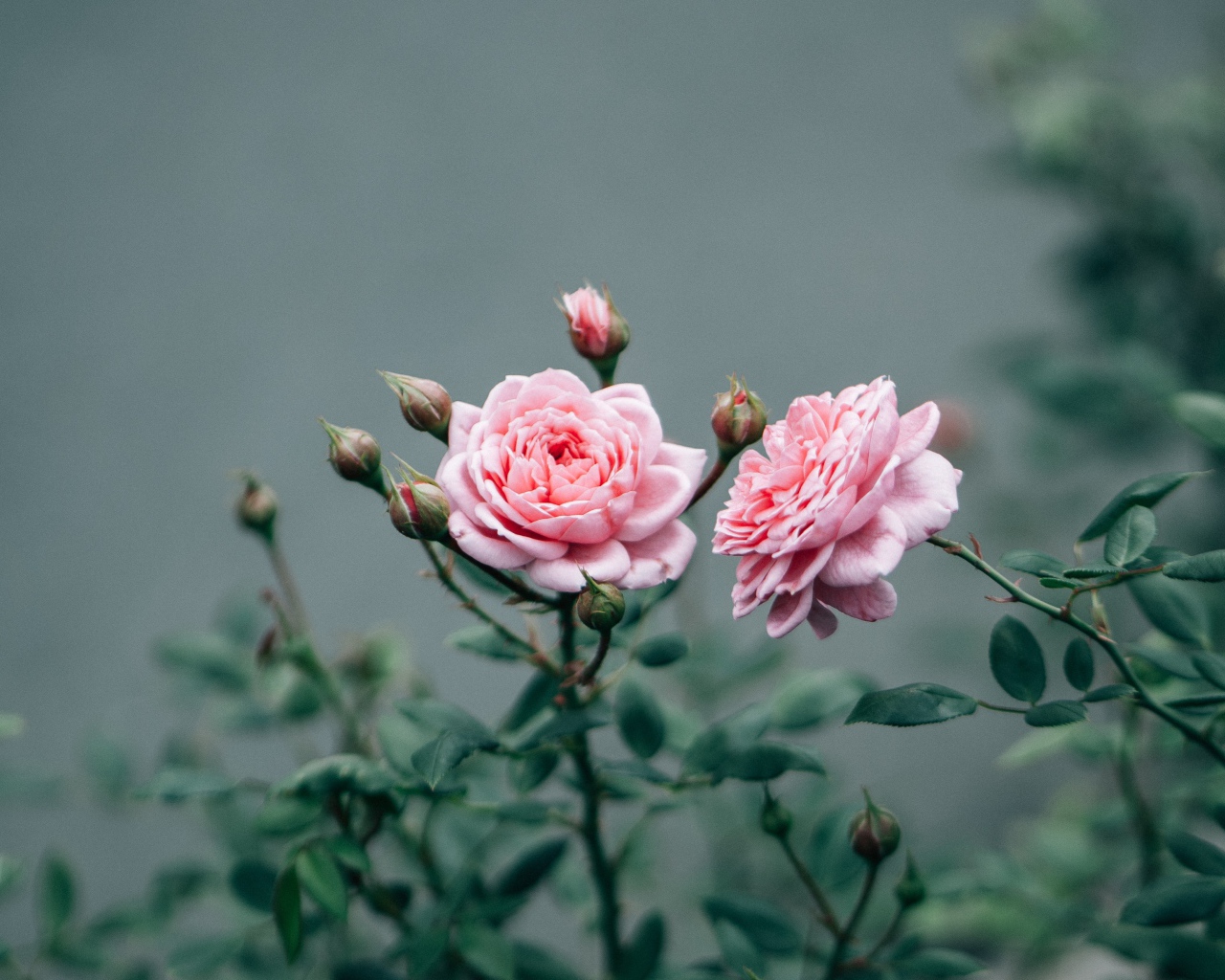 Две розовые розы с бутонами 