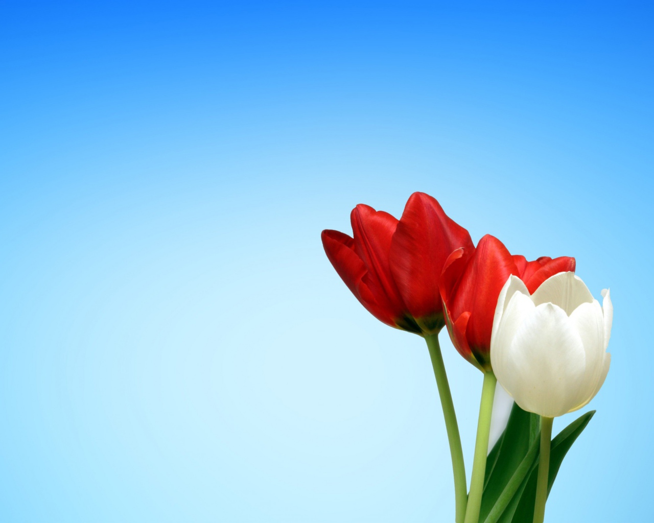 Два красных и белый тюльпан на голубом фоне