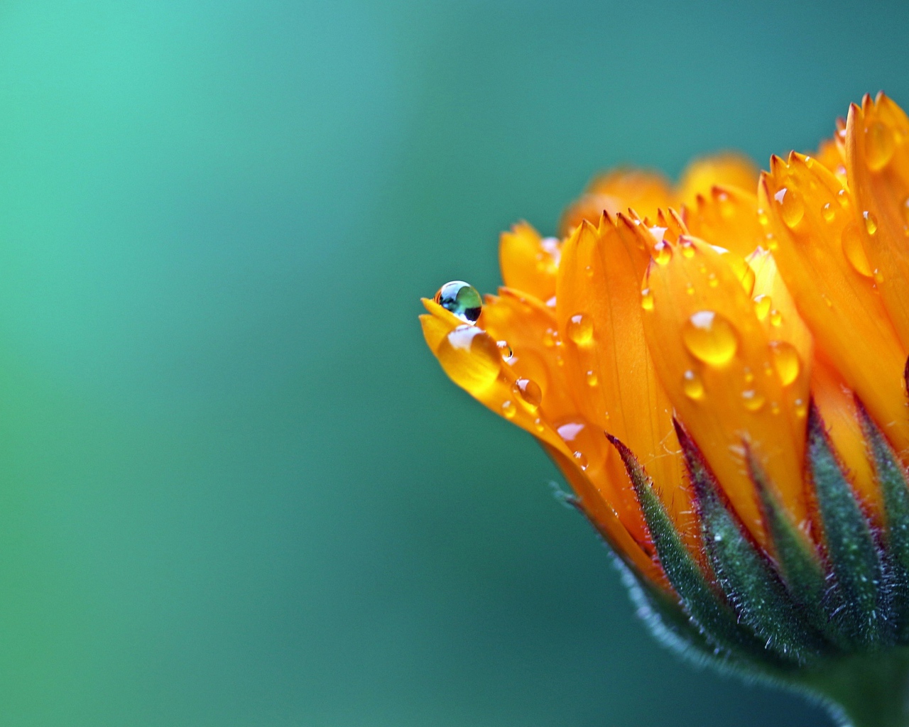 Нераспустившийся оранжевый цветок календулы в каплях росы