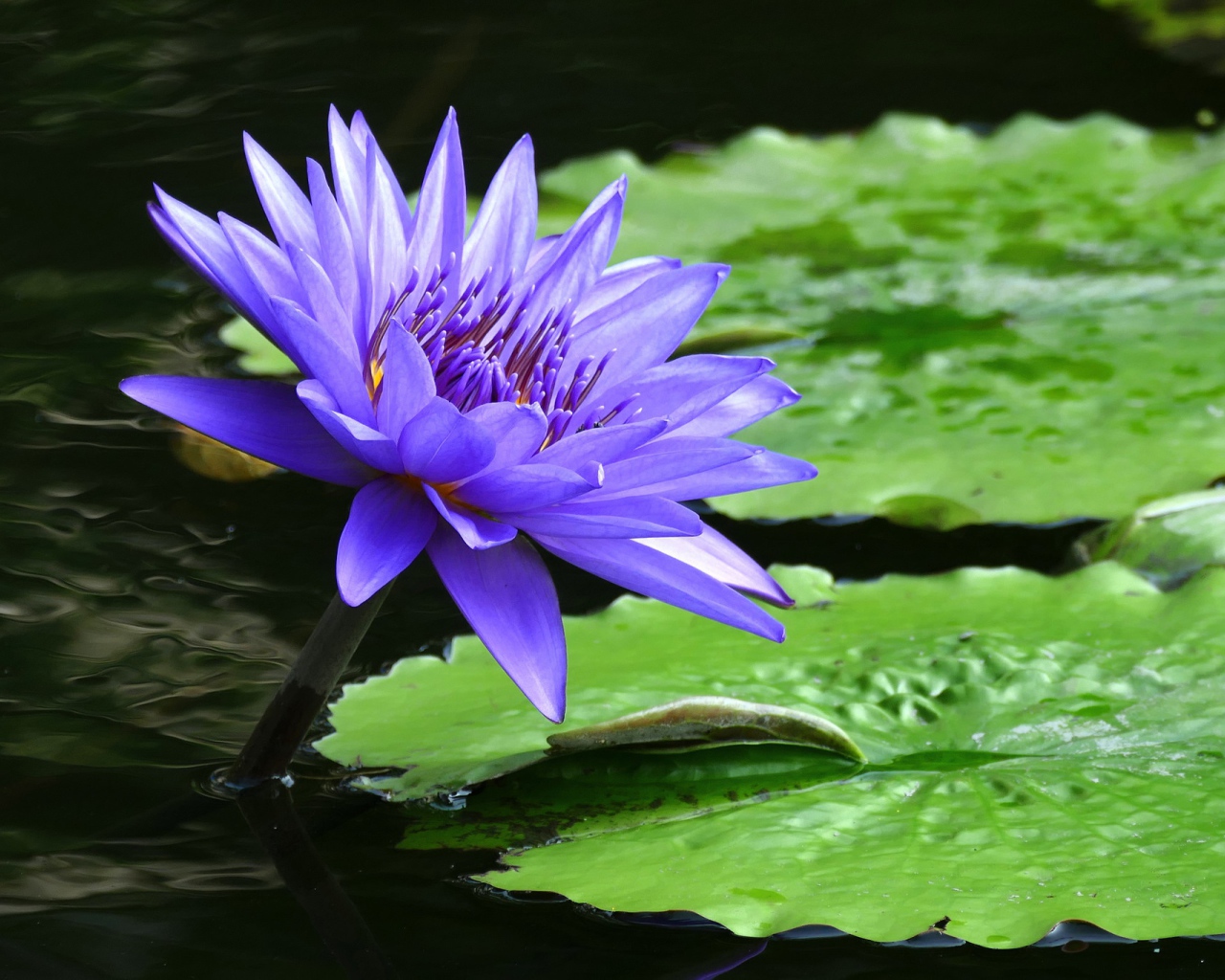 Фиолетовый красивый цветок водяная лилия 