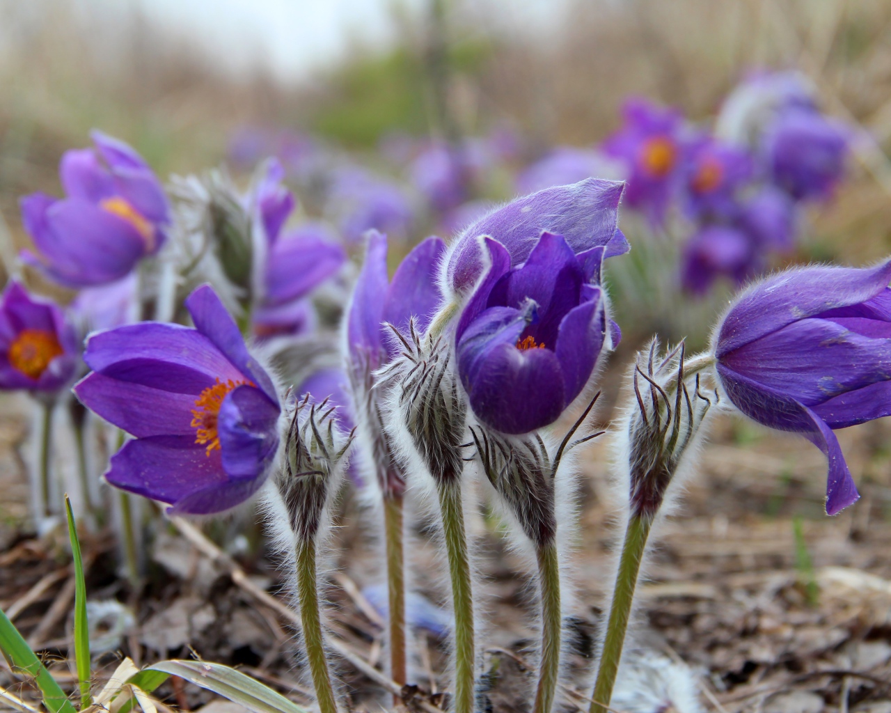 Фиолетовые красивые цветы прострел альпийский 