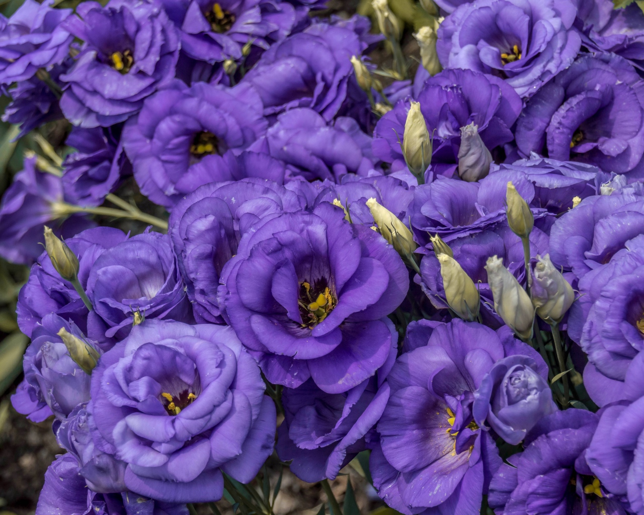 Фиолетовые красивые цветы эустома