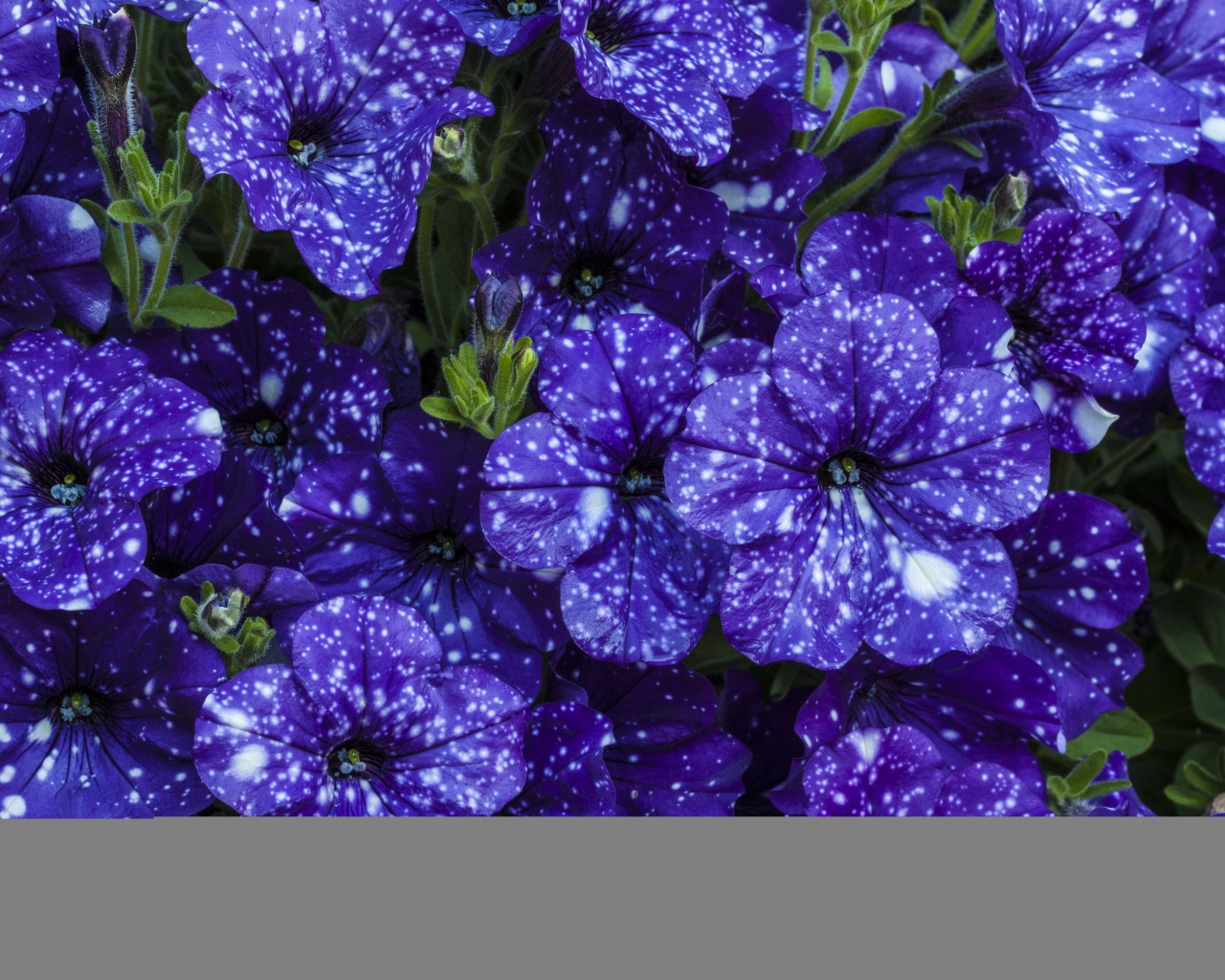 Фиолетовые красивые цветы петуния крупным планом