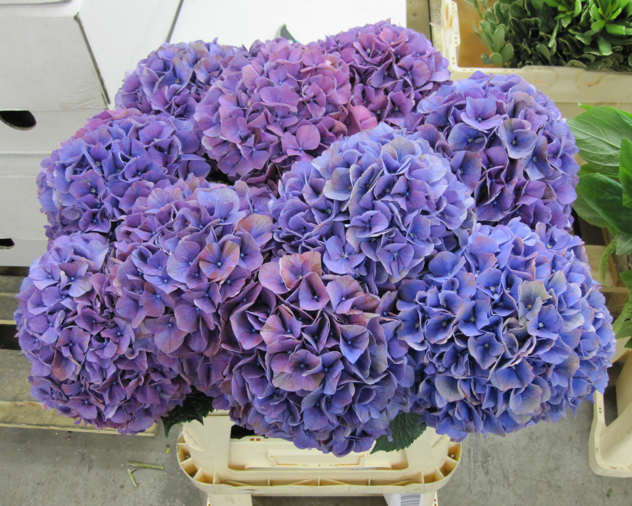 Фиолетовые цветы Гортензия крупным планом 