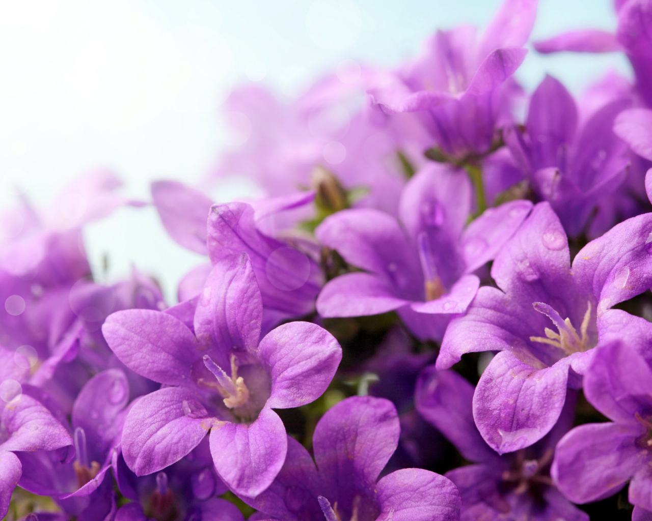 Фиолетовые цветы колокольчики крупным планом