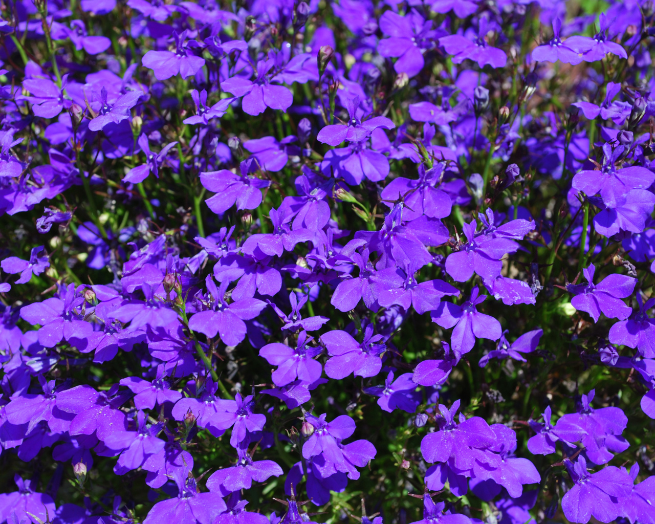 Фиолетовые цветы лобелия крупным планом