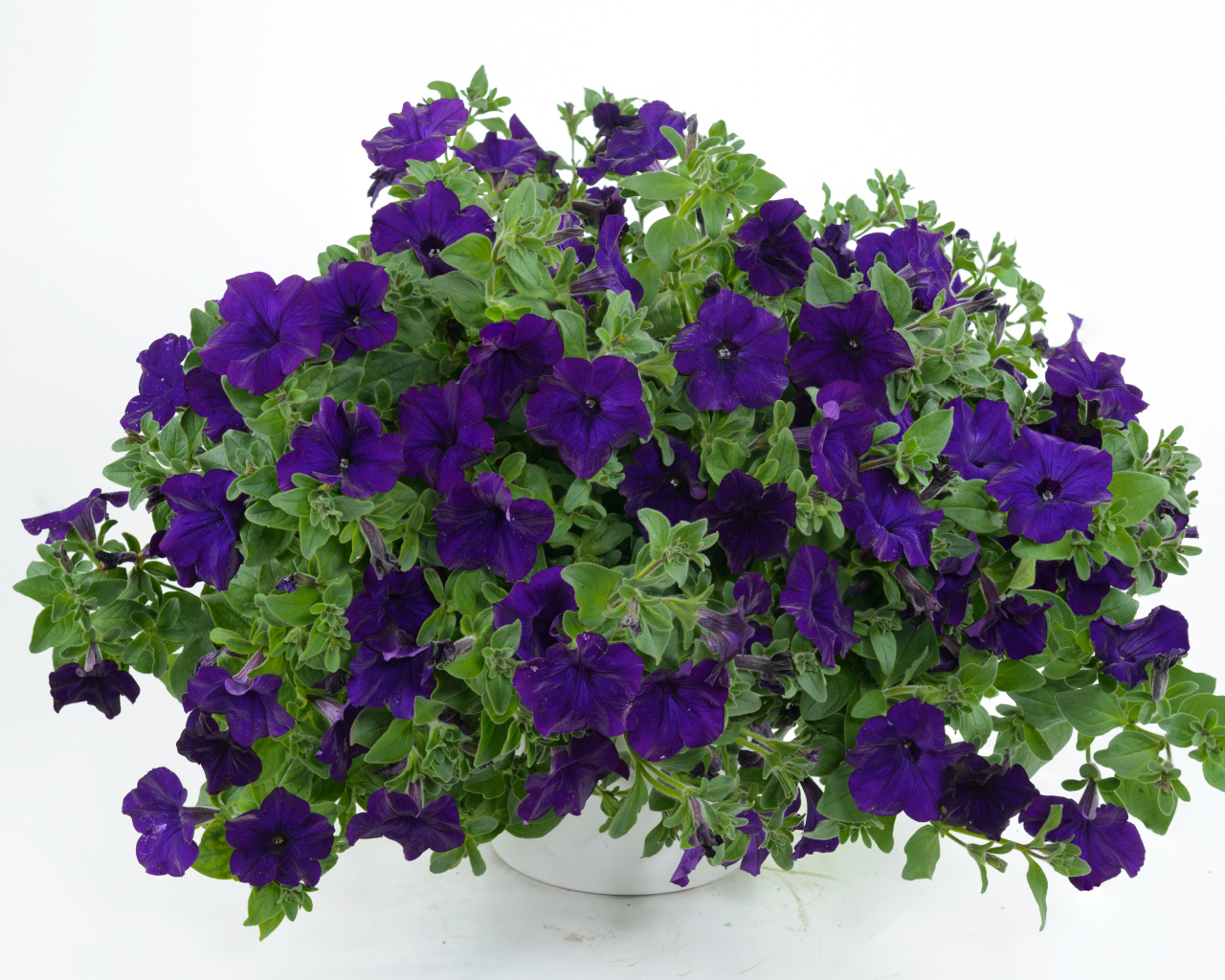 Фиолетовые цветы петуния в вазе на белом фоне