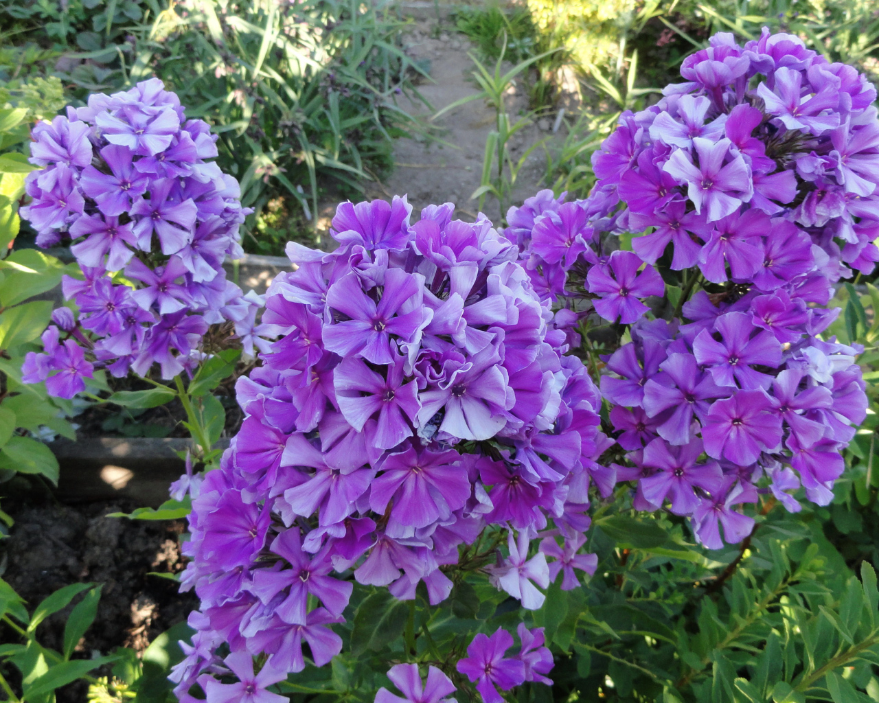 Фиолетовые цветы флоксы на клумбе крупным планом