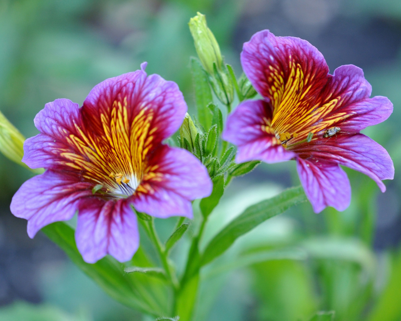 Фиолетовые цветы сальпиглоссис крупным планом