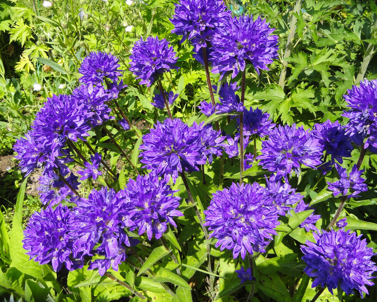 Фиолетовые садовые цветы колокольчики 