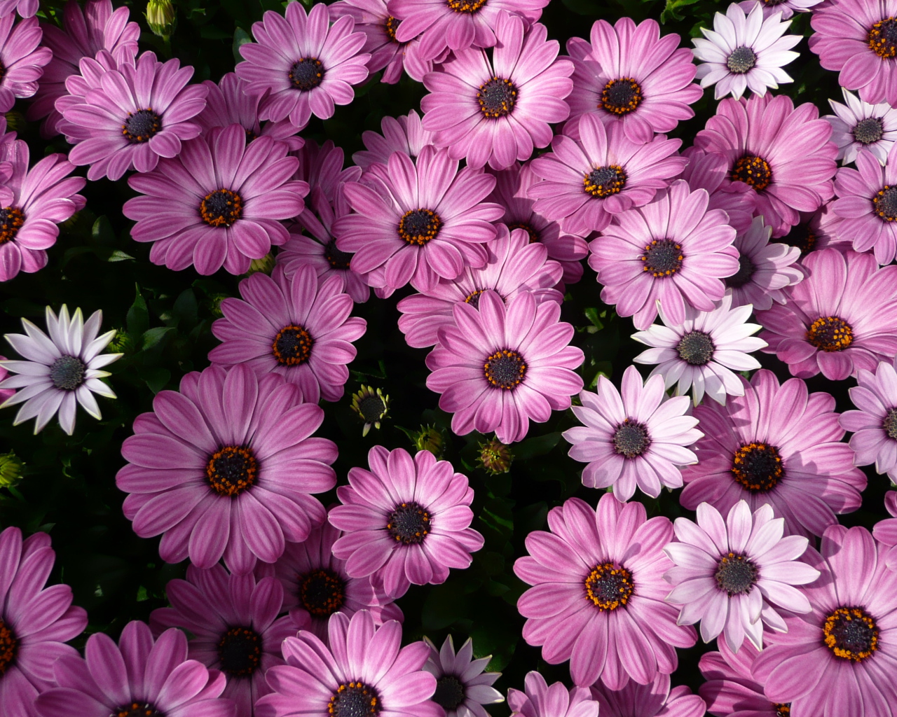 Фиолетовые комнатные цветы цинерария 