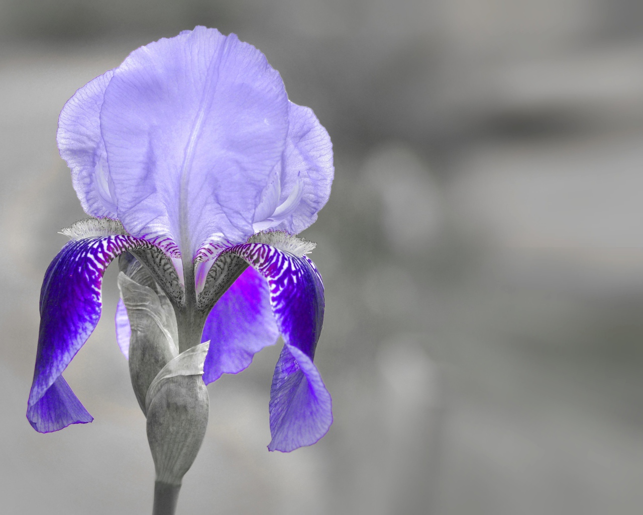 Фиолетовый ирис крупным планом на сером фоне