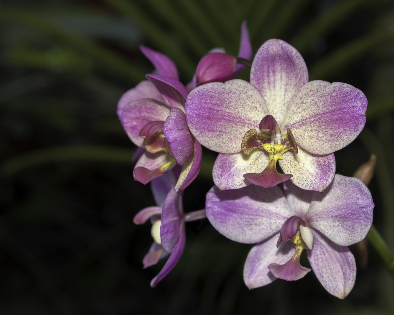 Фиолетовые цветы орхидеи крупным планом 