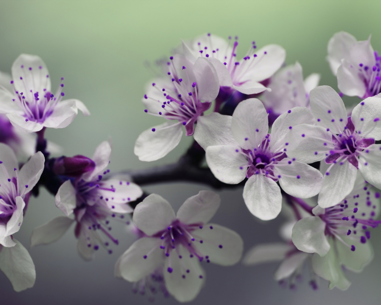 Бело - фиолетовые весенние цветы на ветке 