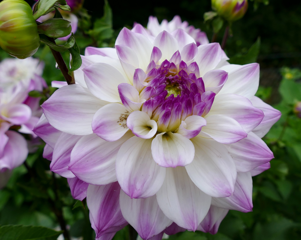 Бело - фиолетовый цветок георгины вблизи