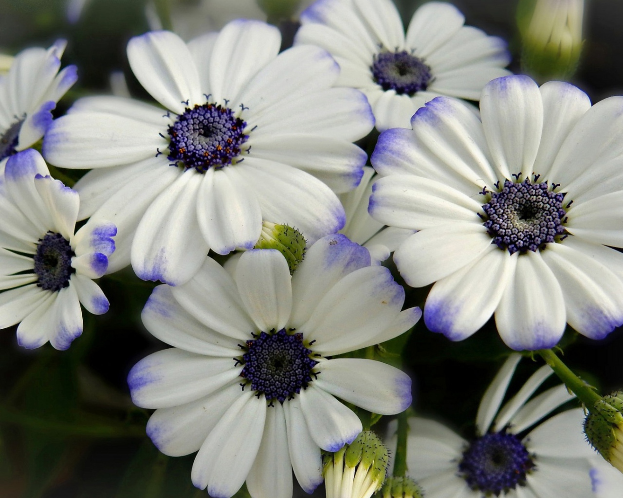 Белые цветы Цинерария с фиолетовой серединкой