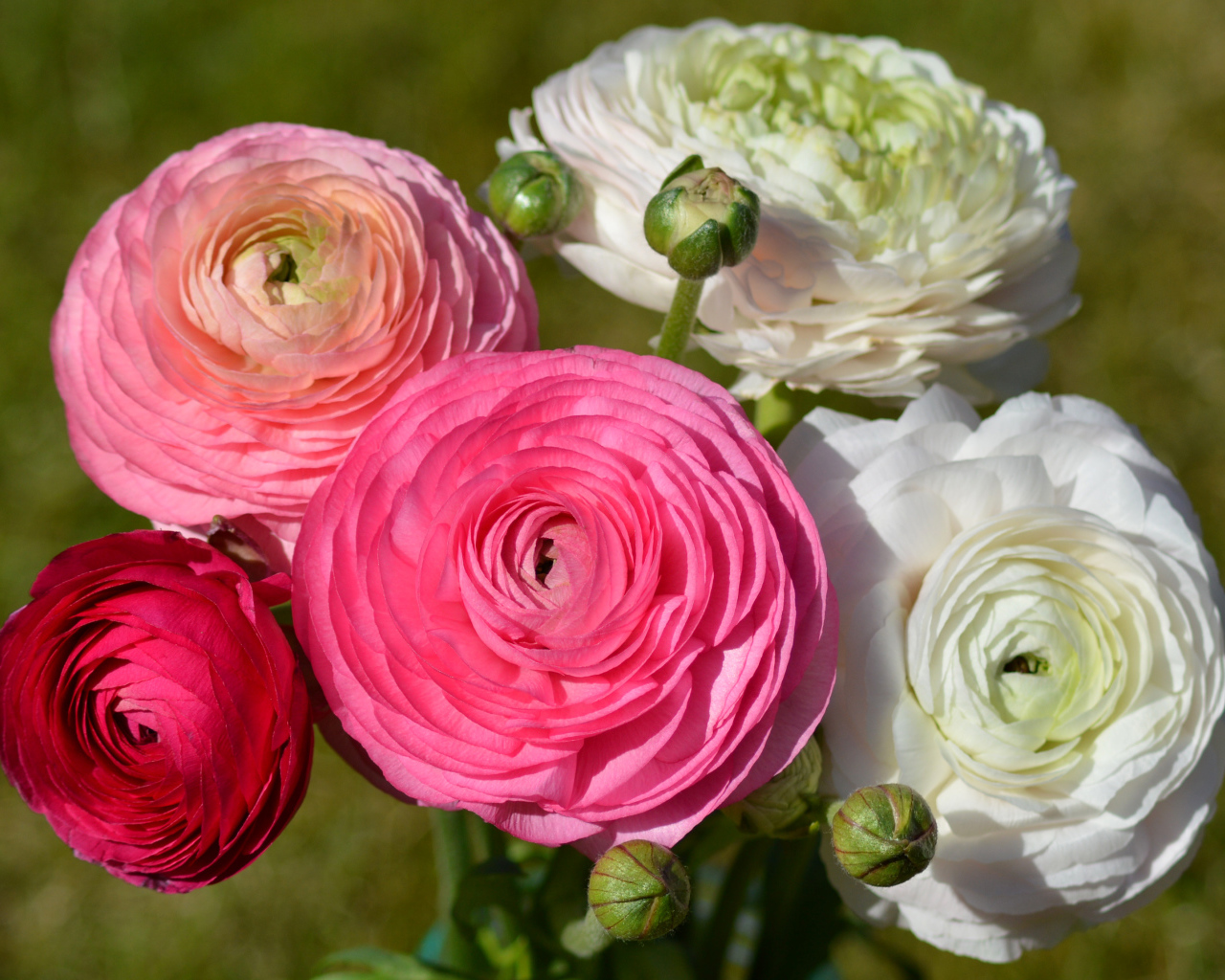 Белые и розовые красивые цветы лютики крупным планом