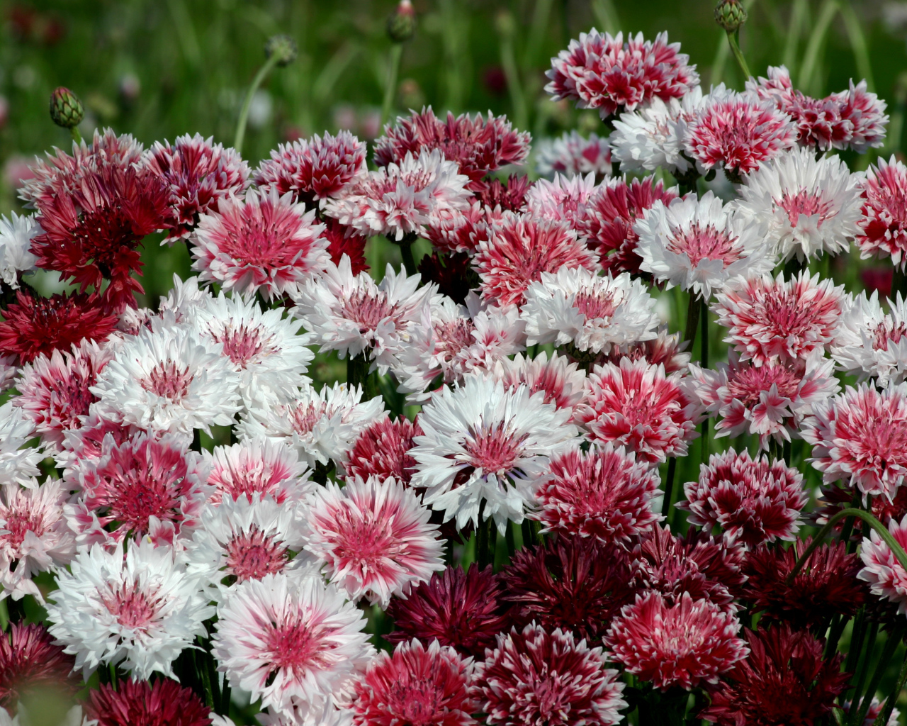 Белые и розовые васильки крупным планом