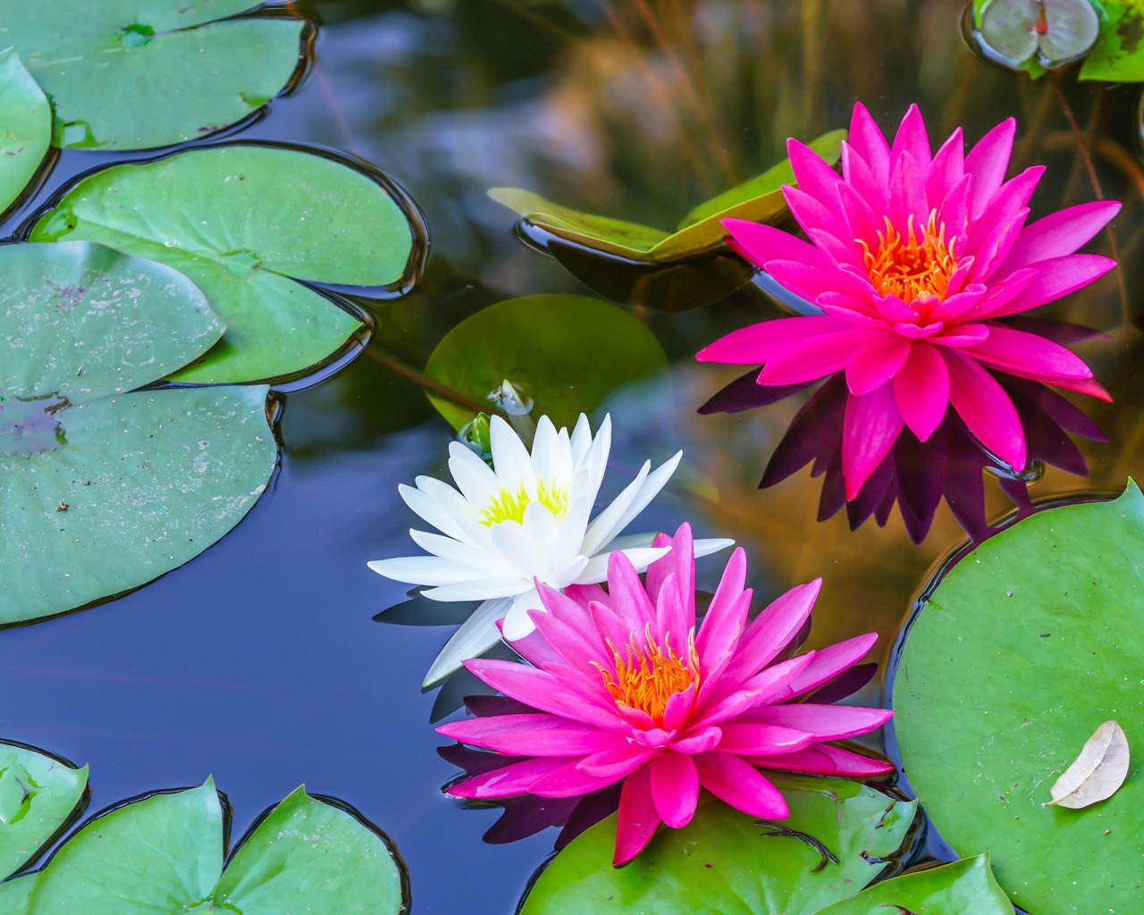 Белые и розовые цветы водяной лилии в пруду
