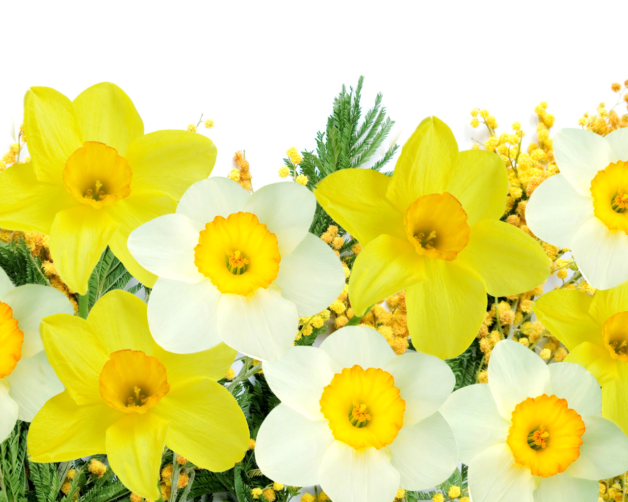 Белые и желтые нарциссы с мимозой на белом фоне