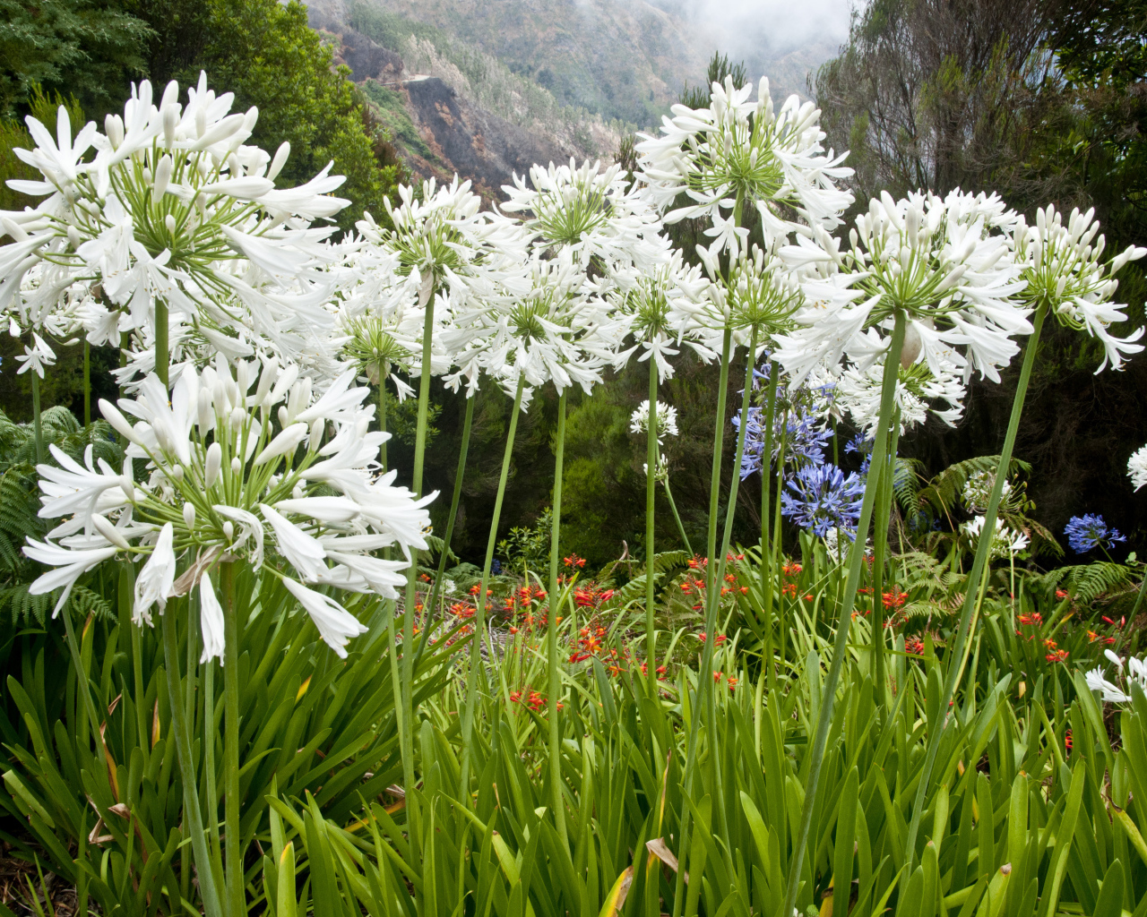 Белые красивые цветы агапантус на клумбе в саду
