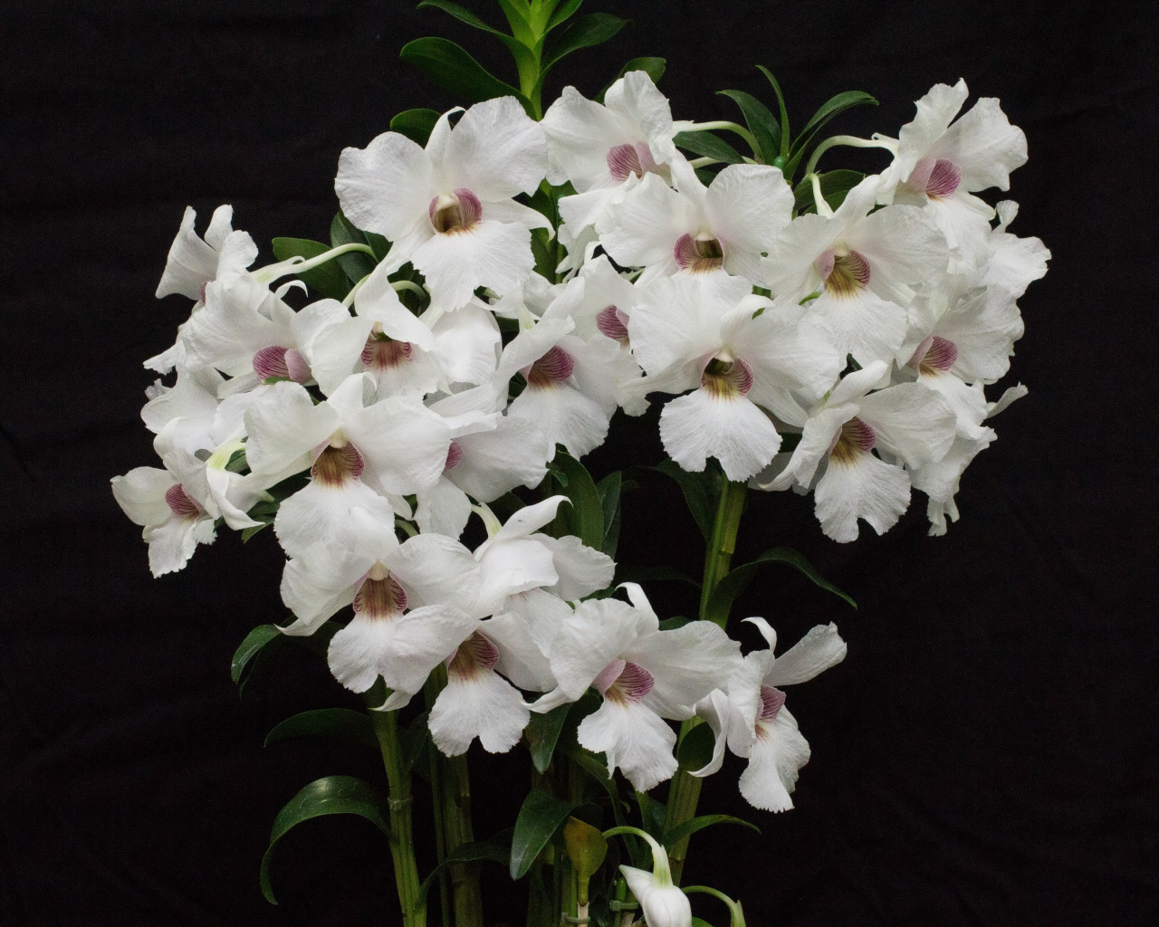 Белые красивые орхидеи на черном фоне