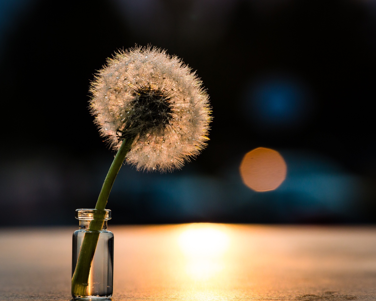 Белый одуванчик в свете солнца на столе
