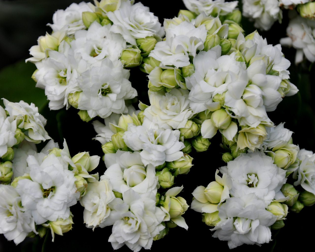 Белые нежные цветы каланхоэ с бутонами крупным планом