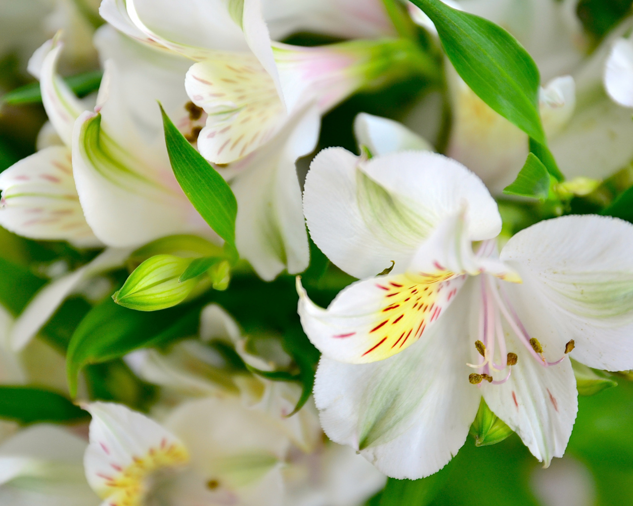 Белые нежные цветы альстрёмерия крупным планом