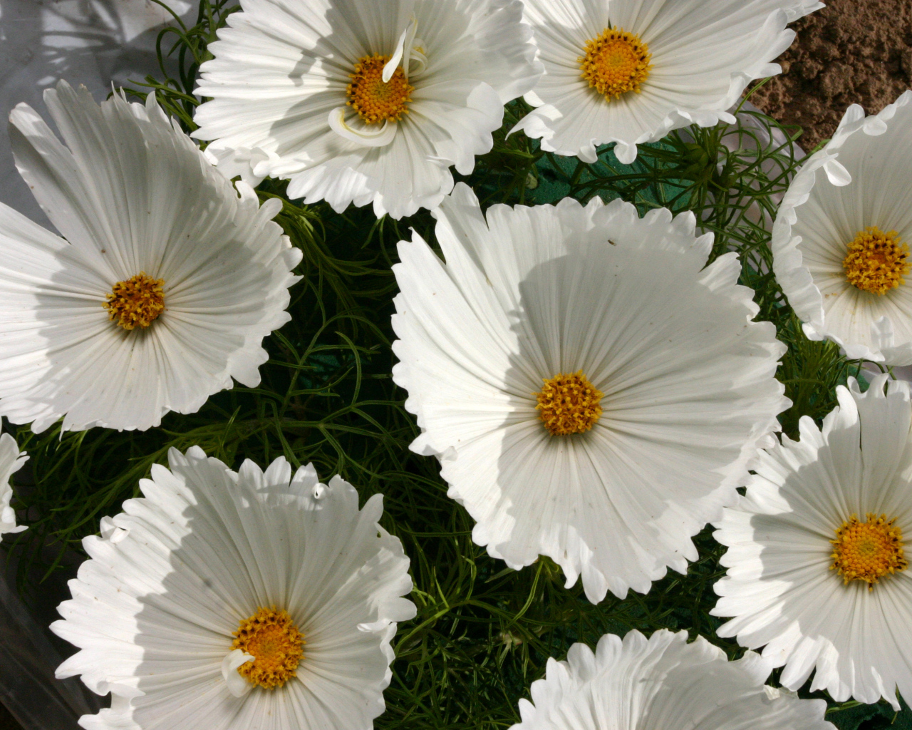 Белые нежные цветы космея крупным планом