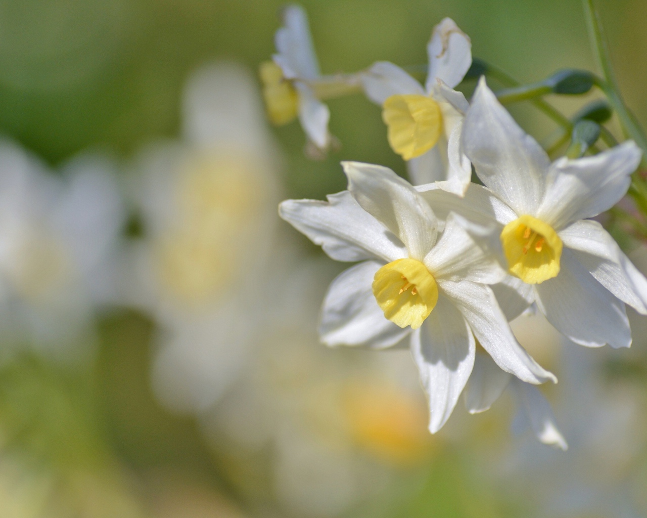Белые нежные цветы нарциссы крупным планом