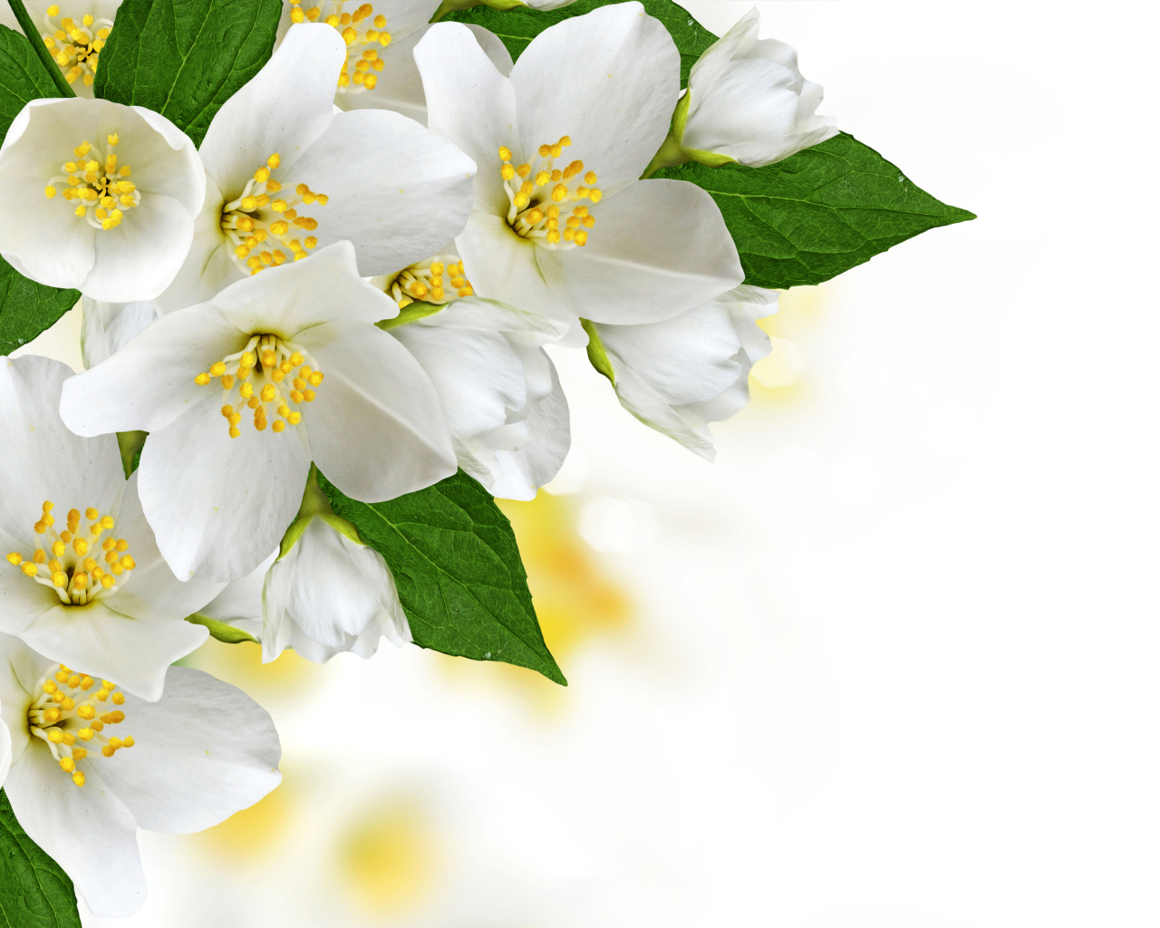 Белые нежные цветы жасмина на белом фоне, шаблон